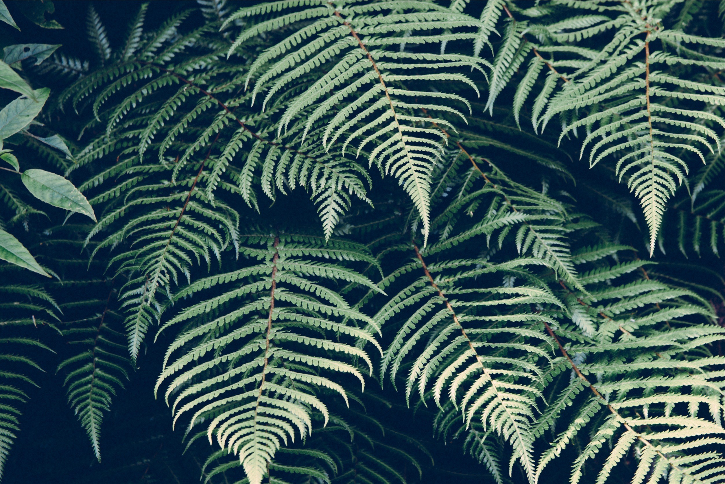 plants, Ferns Wallpaper