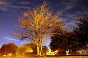 landscape, Trees, Long exposure, Night