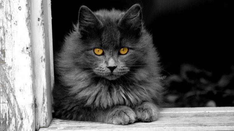 animals, Cat, Kittens, Selective coloring HD Wallpaper Desktop Background