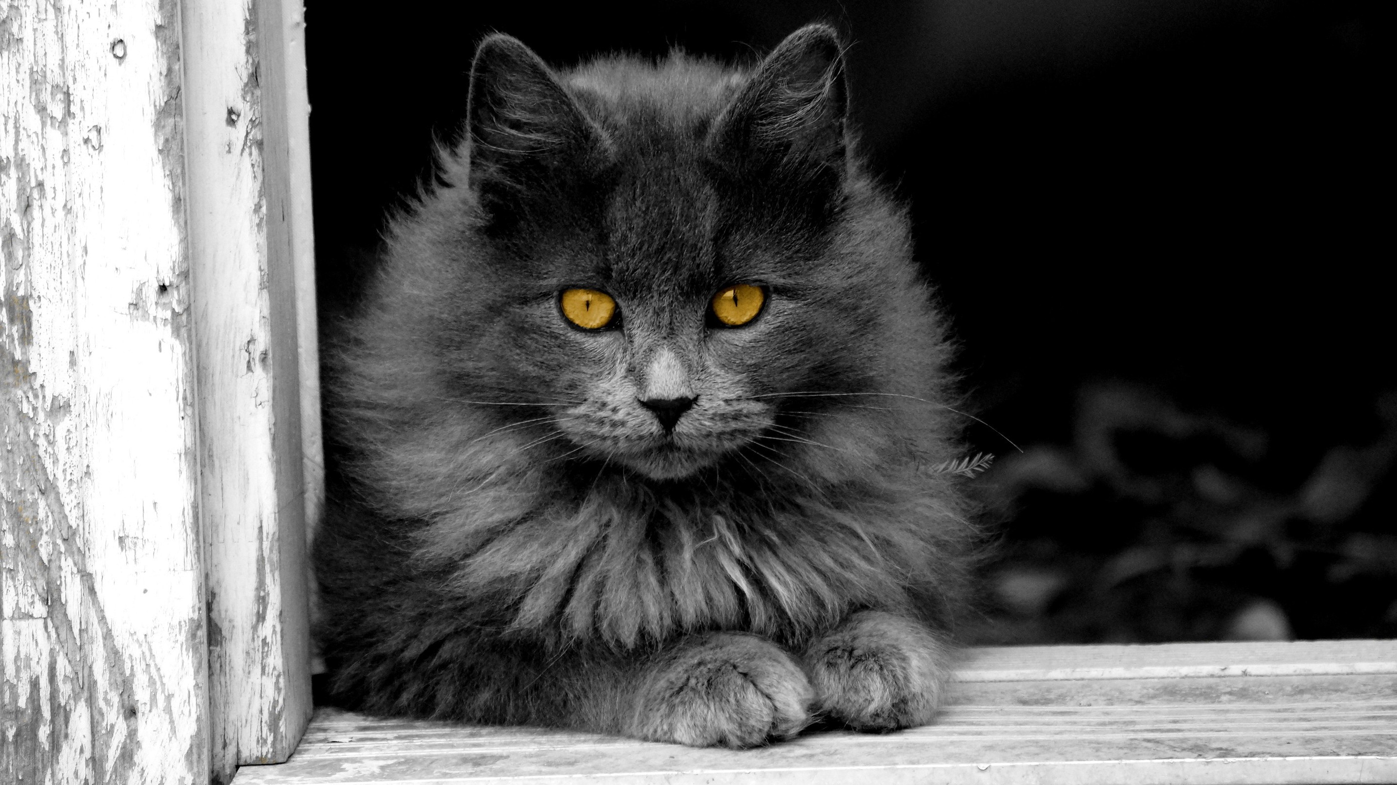 animals, Cat, Kittens, Selective coloring Wallpaper