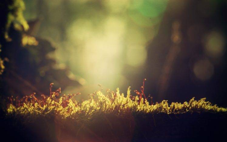 grass, Green, Sunlight, Nature HD Wallpaper Desktop Background