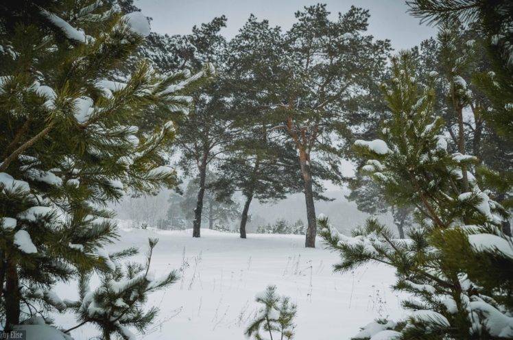 plants, Landscape, Snow, Trees, Forest HD Wallpaper Desktop Background