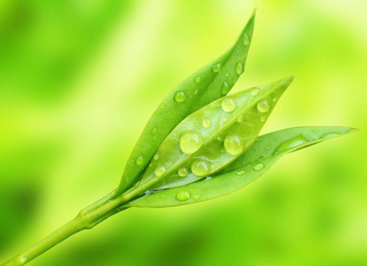 plants, Water drops, Prunus laurocerasus, Macro HD Wallpaper Desktop Background