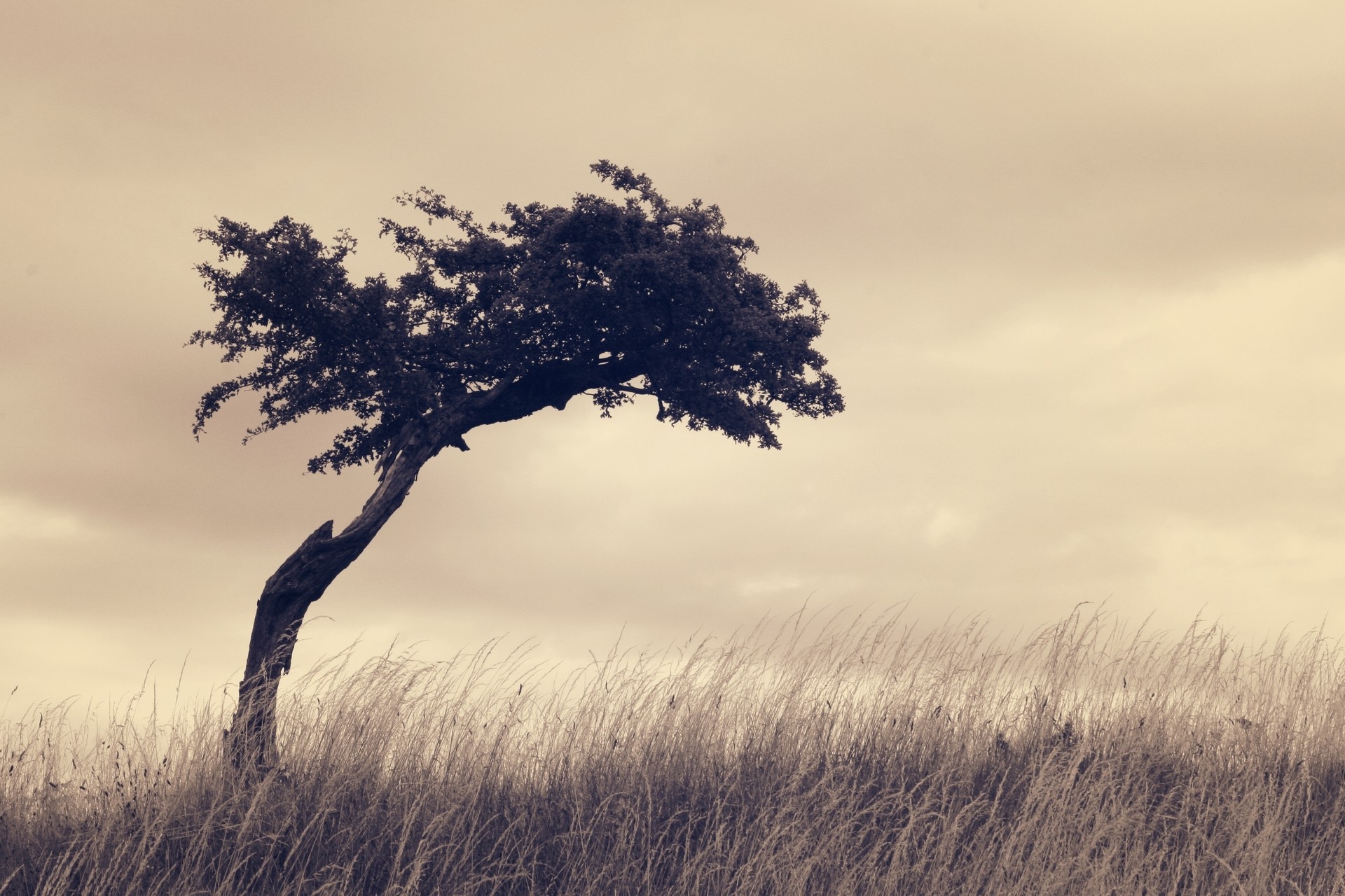plants, Landscape, Trees, Filter Wallpaper