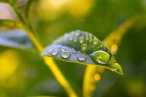 plants, Water drops, Prunus laurocerasus, Macro