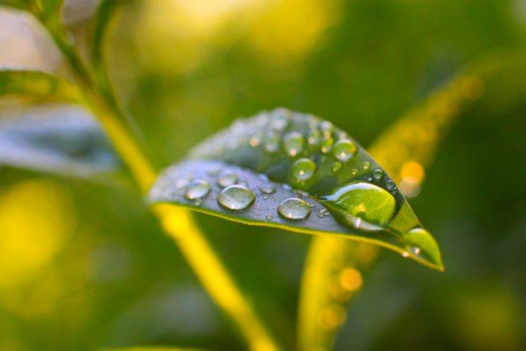 plants, Water drops, Prunus laurocerasus, Macro HD Wallpaper Desktop Background
