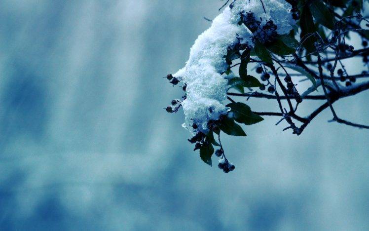 plants, Snow HD Wallpaper Desktop Background