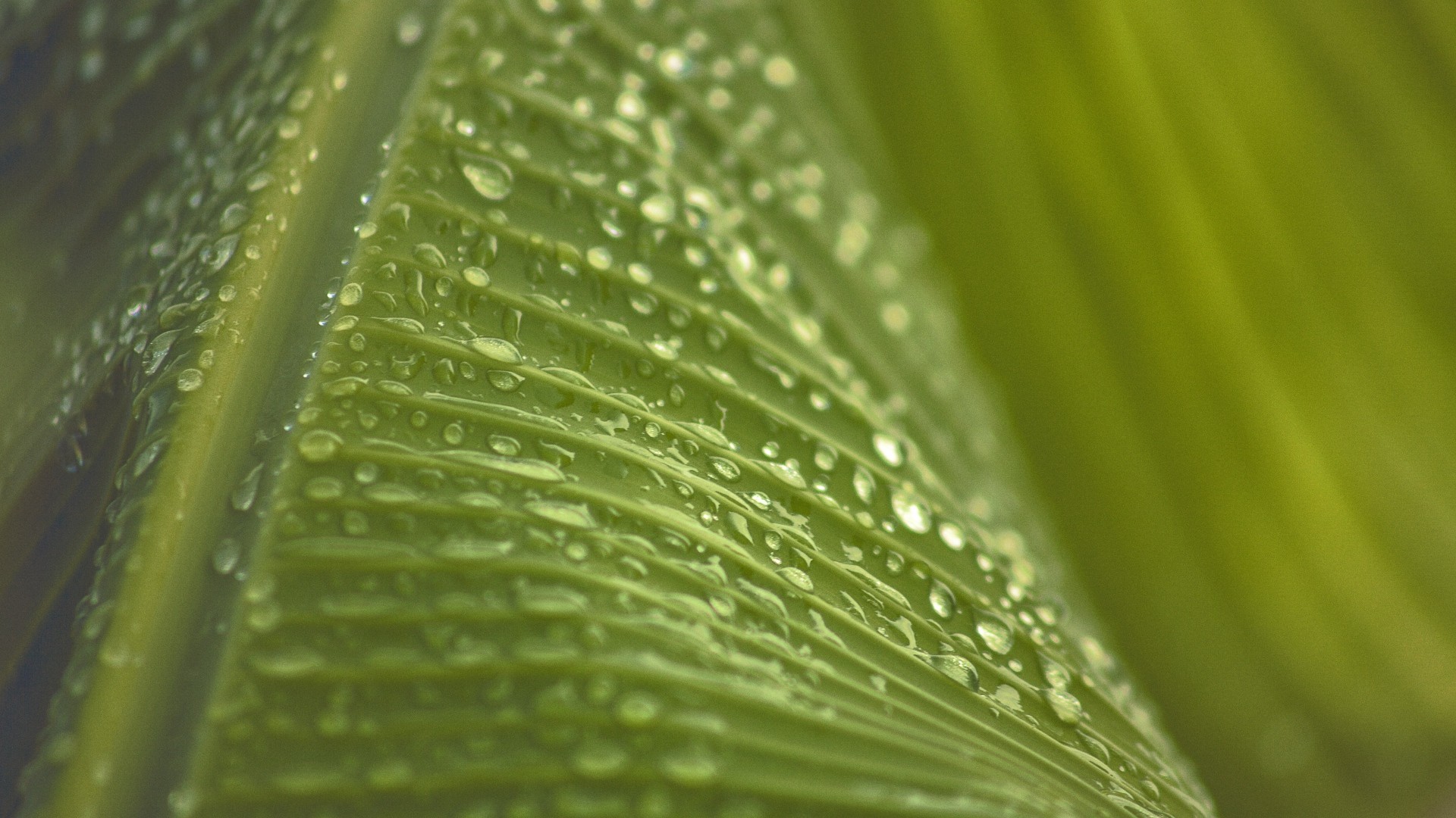 rain, Leaves, Plants Wallpaper