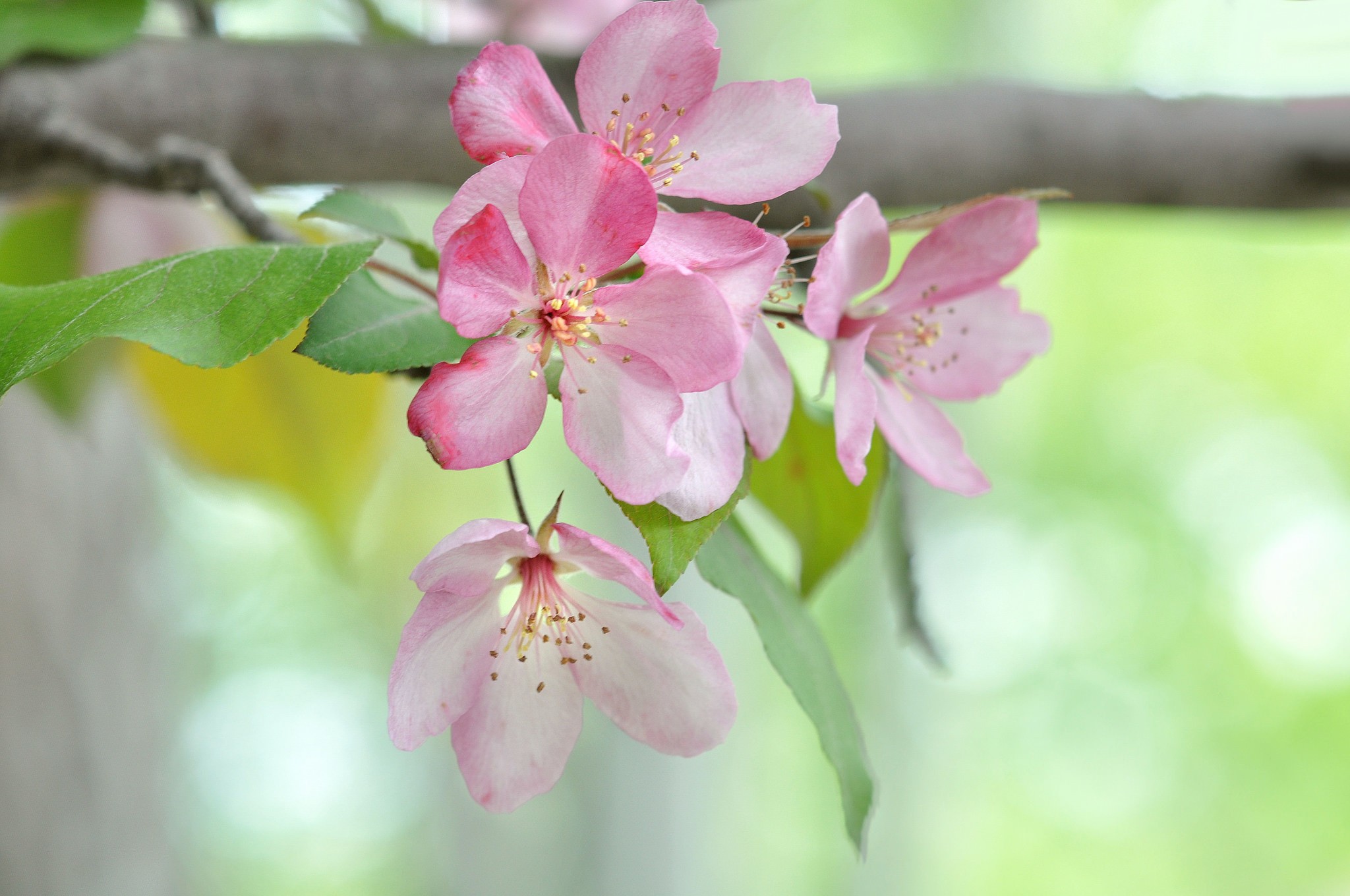 macro, Plants, Flowers Wallpaper