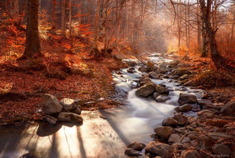 landscape, Forest, River, Water HD Wallpaper Desktop Background