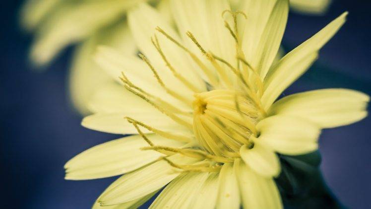 yellow flowers, Photography, Macro HD Wallpaper Desktop Background