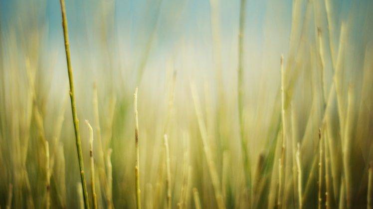 grass, Field HD Wallpaper Desktop Background