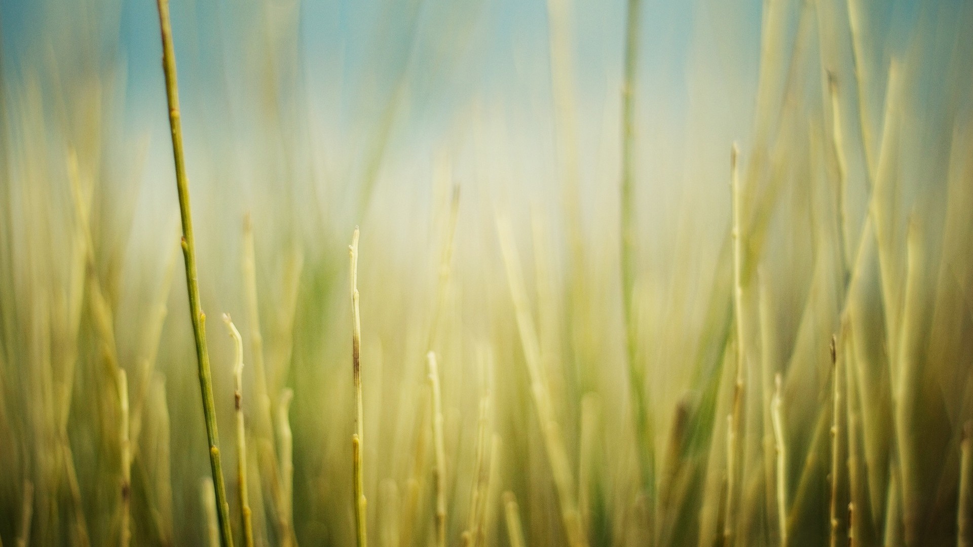 grass, Field Wallpaper