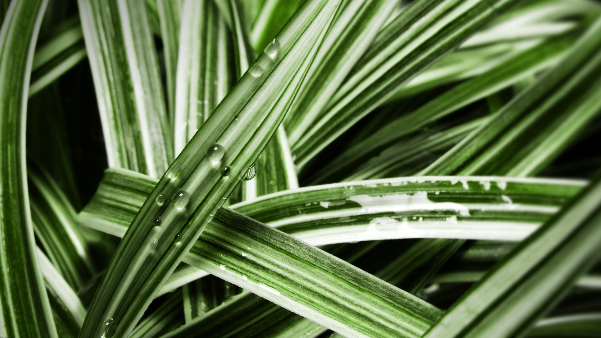 grass, Water drops Wallpaper