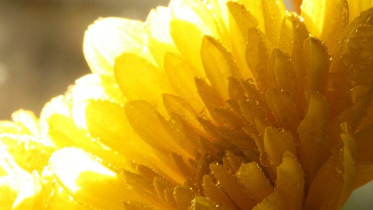flower petals, Yellow flowers, Rain HD Wallpaper Desktop Background