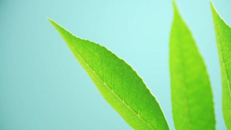 leaves, Macro, Plants HD Wallpaper Desktop Background