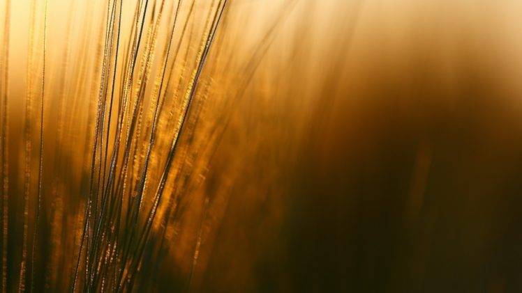grass, Wind HD Wallpaper Desktop Background