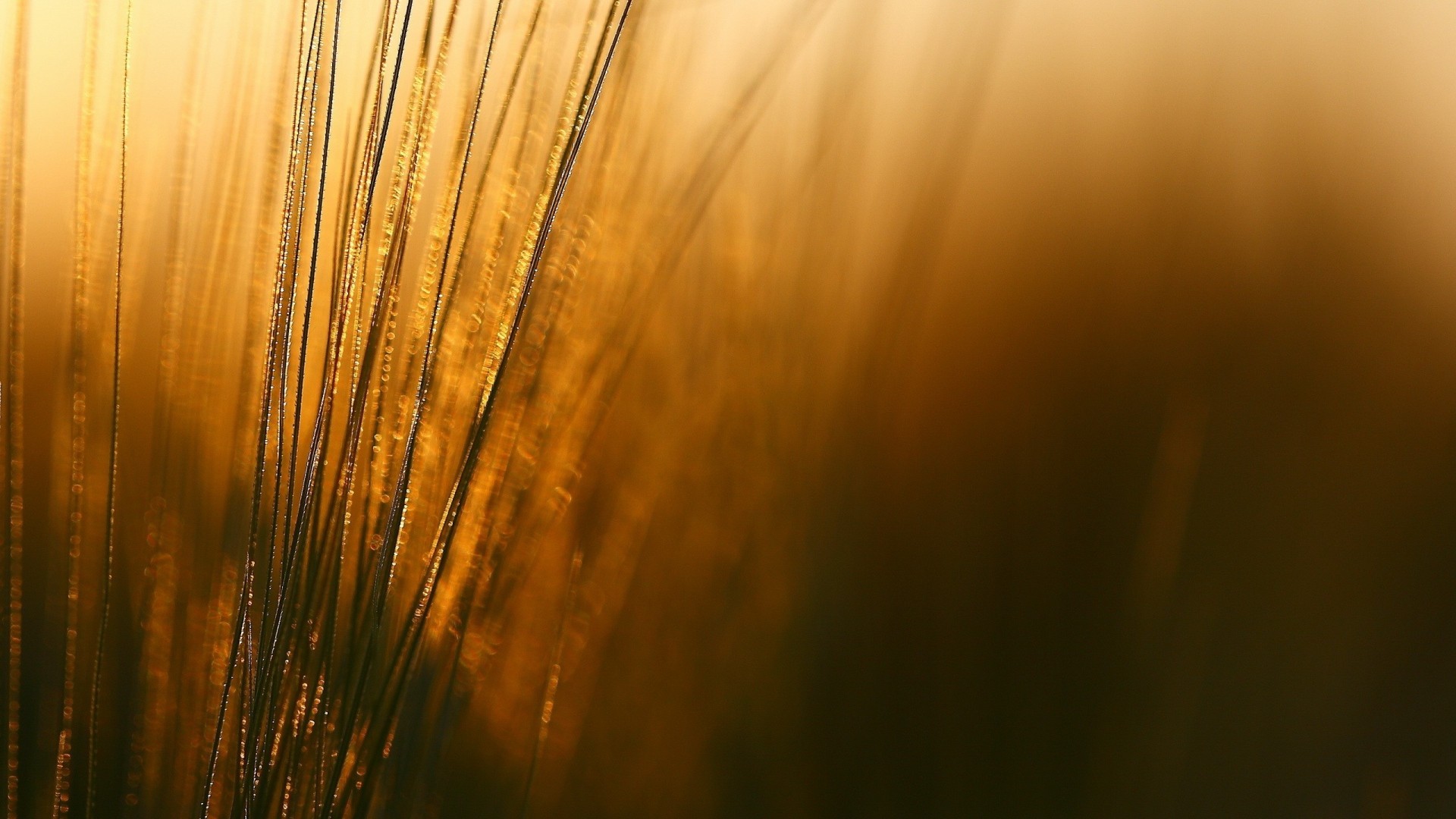 grass, Wind Wallpaper