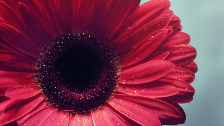flower petals, Water drops, Red flowers HD Wallpaper Desktop Background