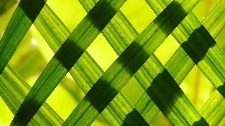 grass, Plants HD Wallpaper Desktop Background