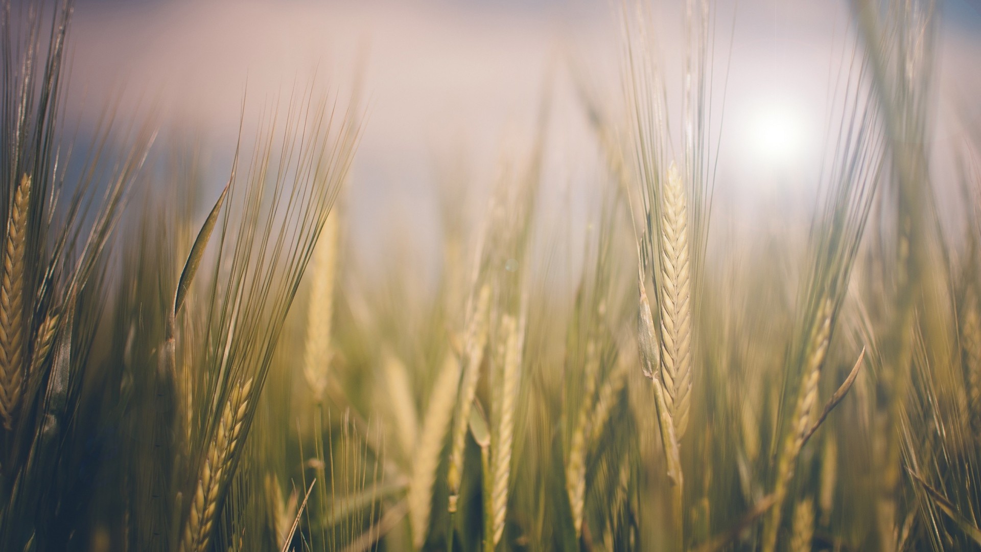 grass, Field Wallpaper