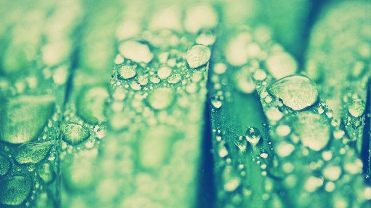 grass, Water drops, Macro HD Wallpaper Desktop Background