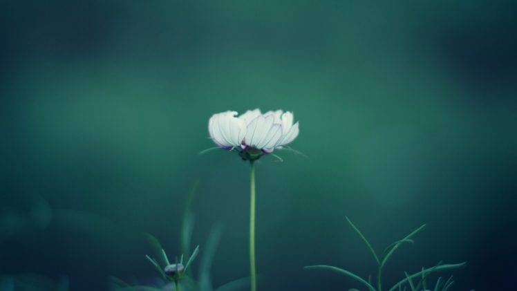 white flowers, Nature, Plants HD Wallpaper Desktop Background