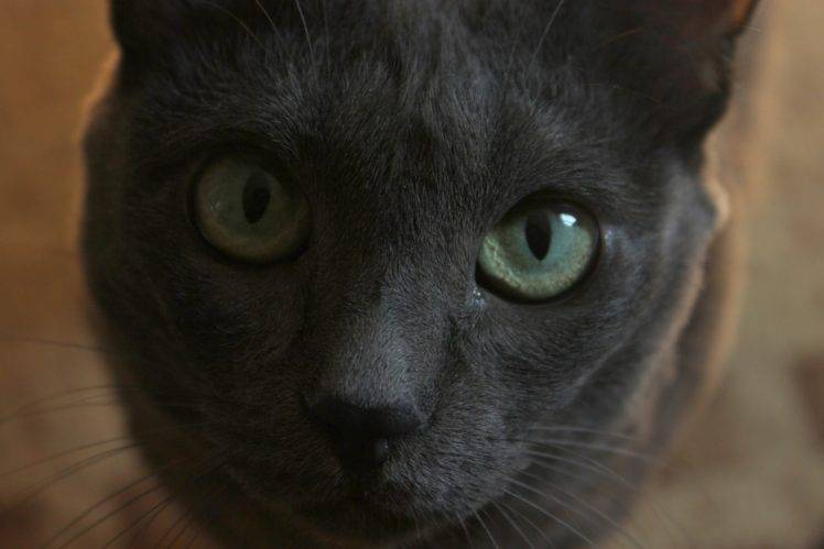 eyes, Cat, Gray, Animals, Russian Blue HD Wallpaper Desktop Background