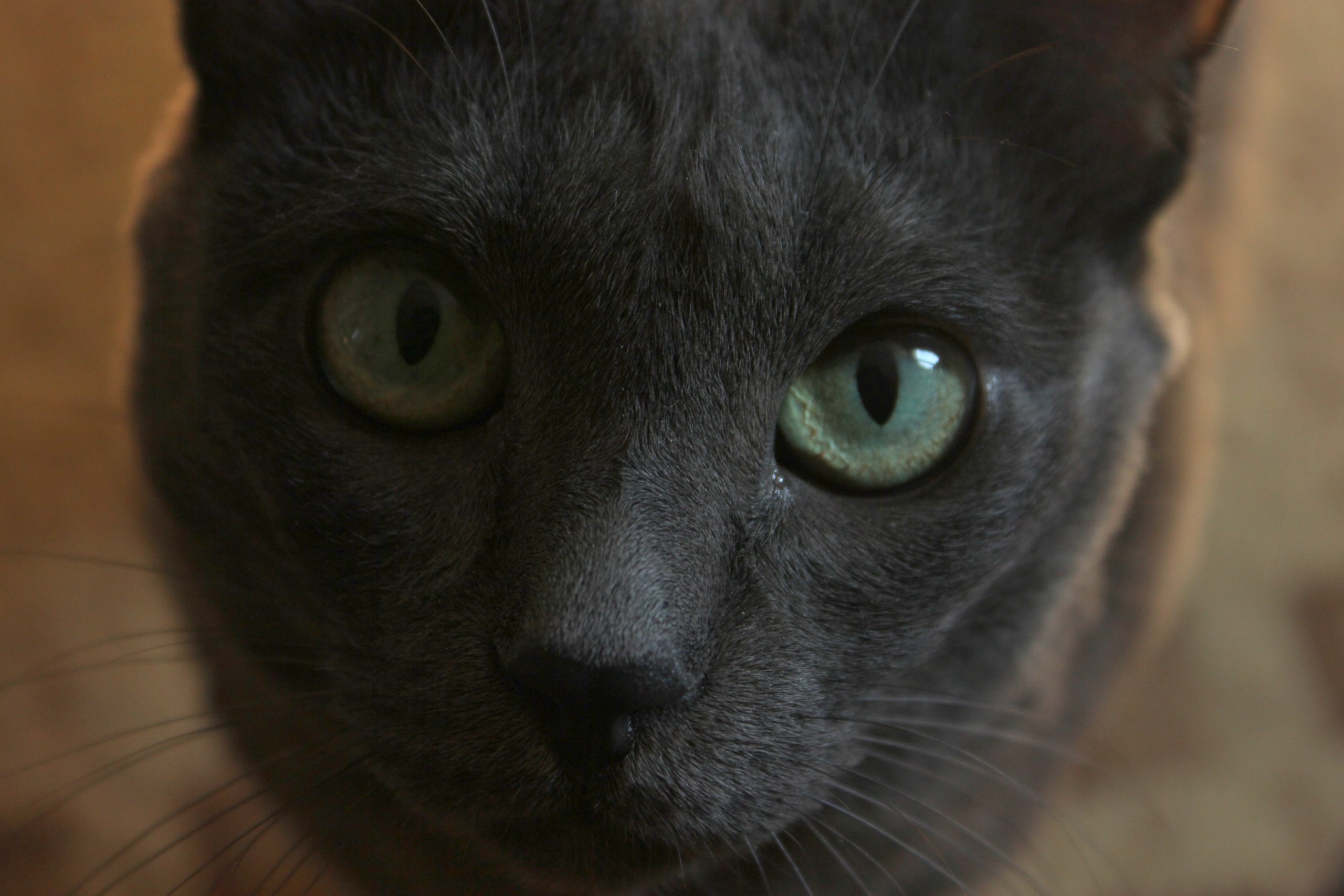 eyes, Cat, Gray, Animals, Russian Blue Wallpaper