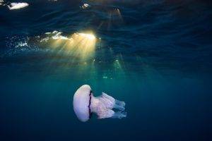 jellyfish, Underwater, Animals, Sun rays