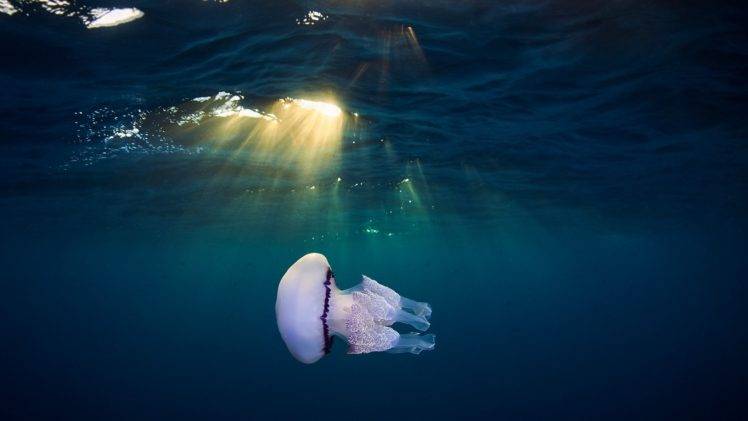 jellyfish, Underwater, Animals, Sun rays HD Wallpaper Desktop Background