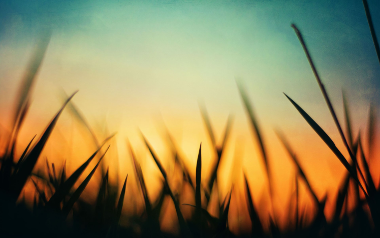 grass, Sunset HD Wallpaper Desktop Background