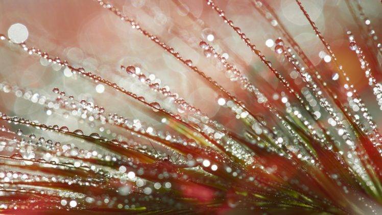 plants, Macro, Water drops HD Wallpaper Desktop Background