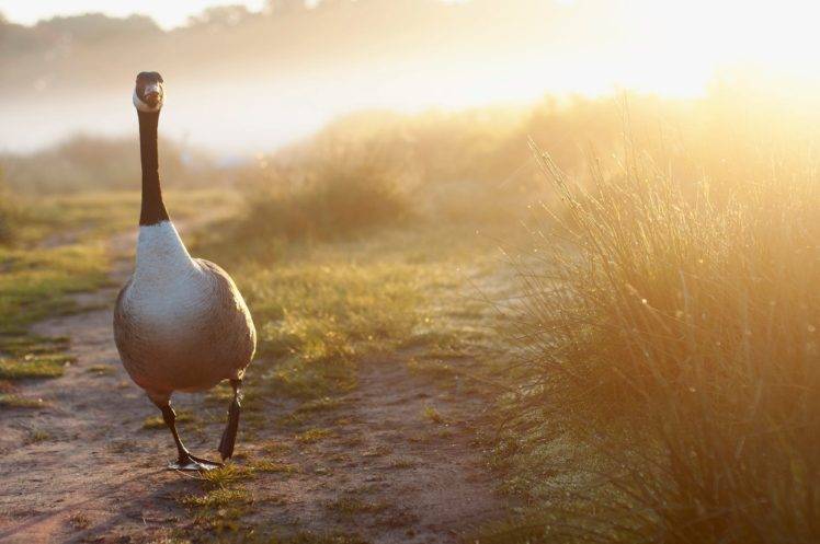 animals, Birds, Goose, Path HD Wallpaper Desktop Background