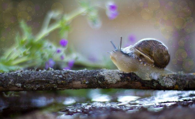 animals, Snail, Macro HD Wallpaper Desktop Background