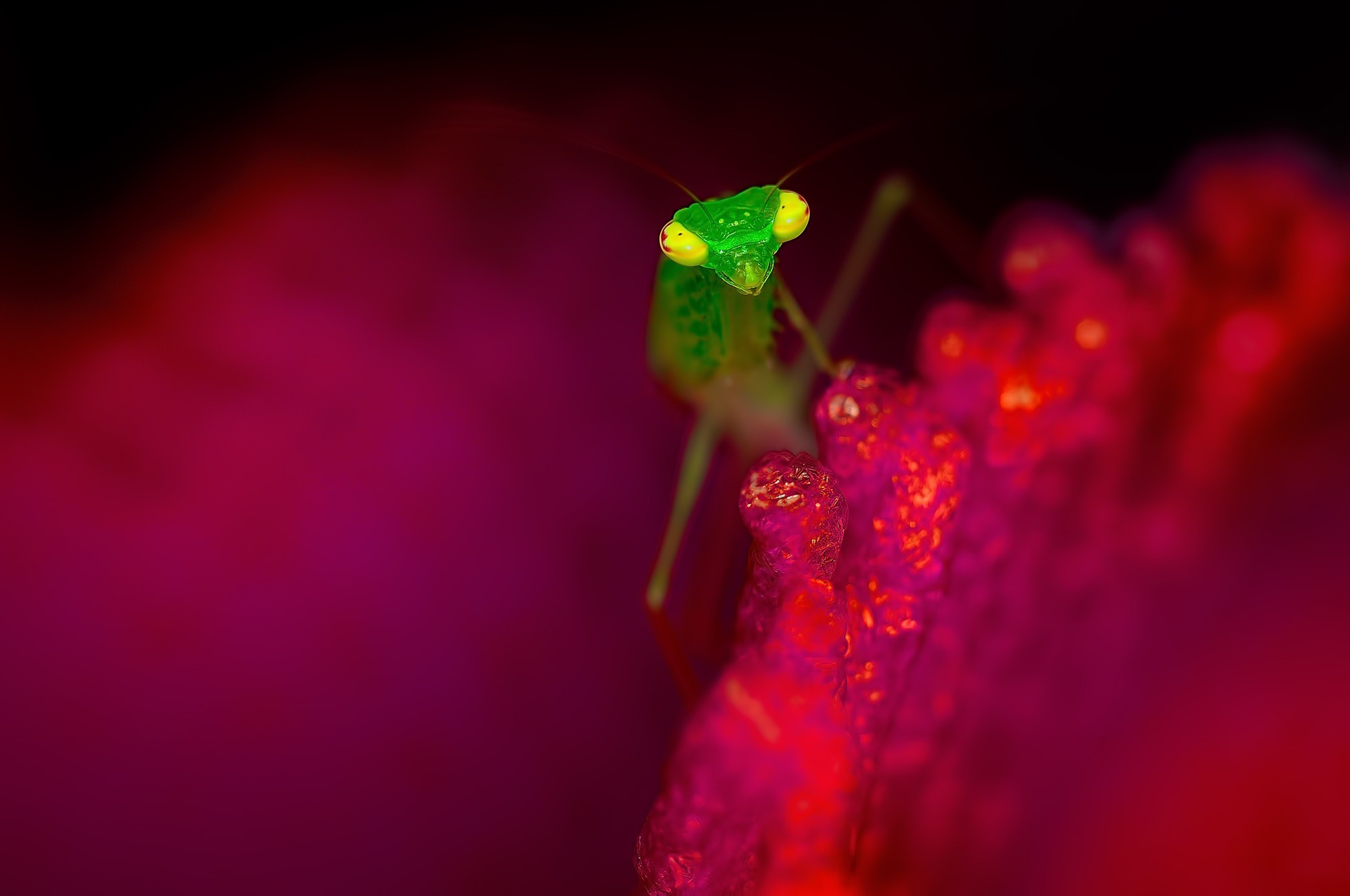 animals, Macro, Insect Wallpaper