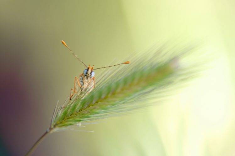 animals, Plants, Macro, Insect, Lepidoptera HD Wallpaper Desktop Background
