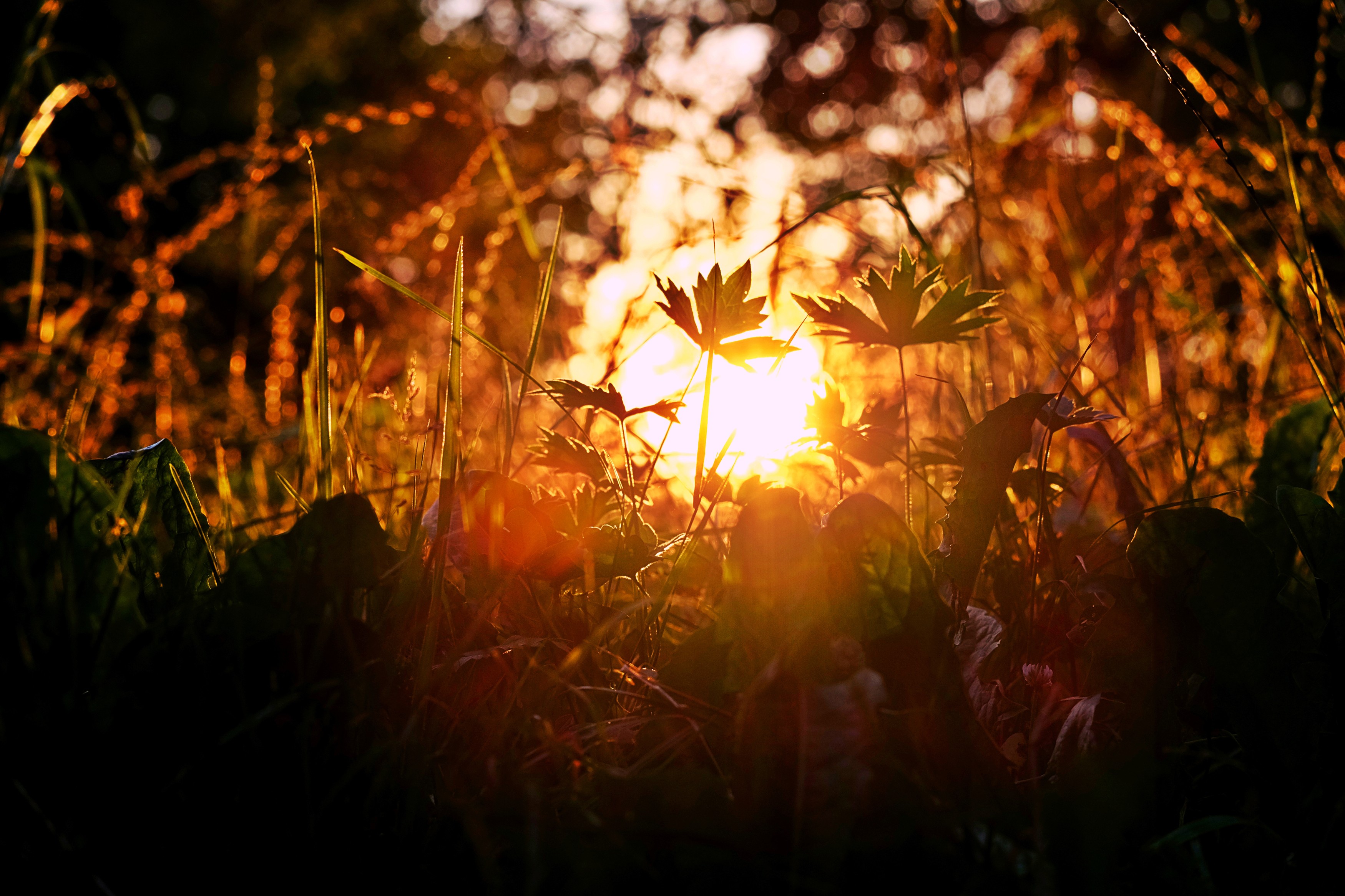 plants, Grass Wallpaper