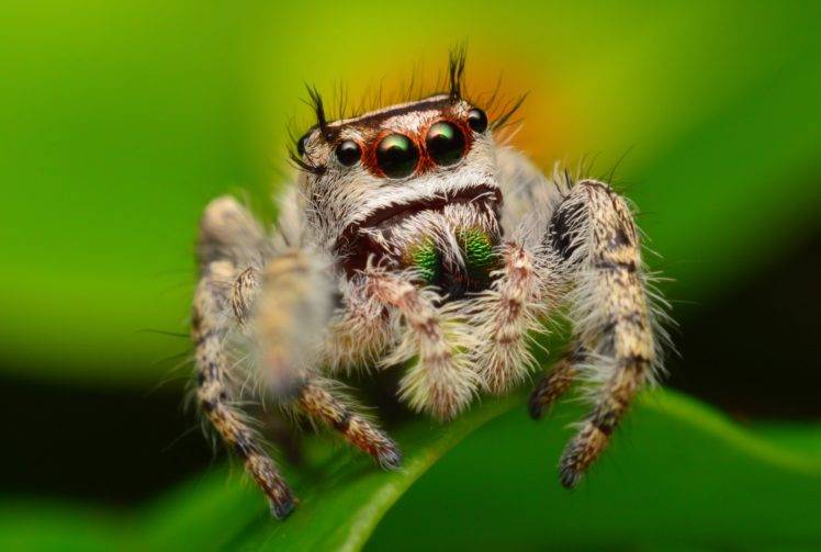 animals, Spider, Arachnids, Salticidae, Macro HD Wallpaper Desktop Background