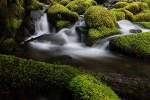 river, Forest, Plants, Moss
