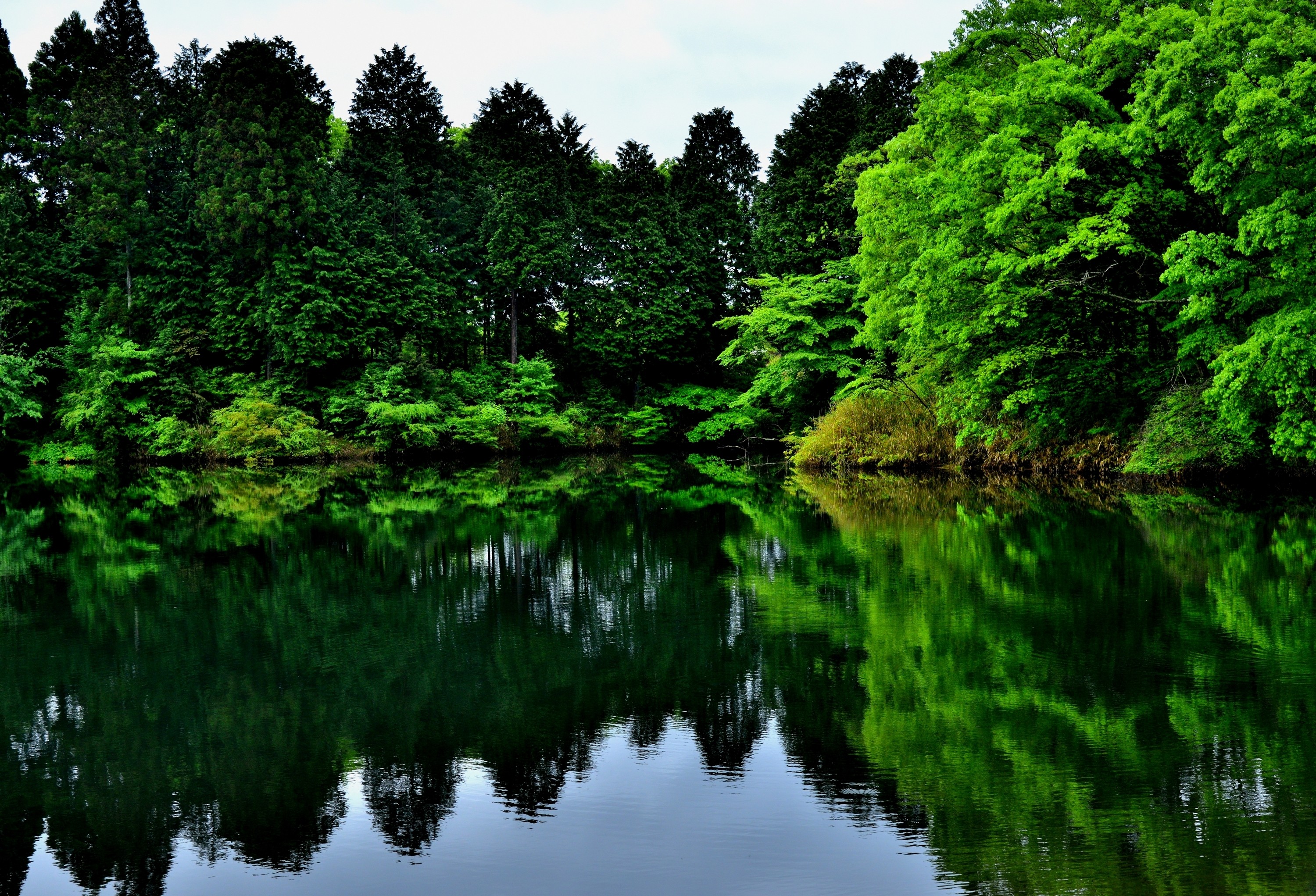 forest, Plants, Landscape Wallpaper