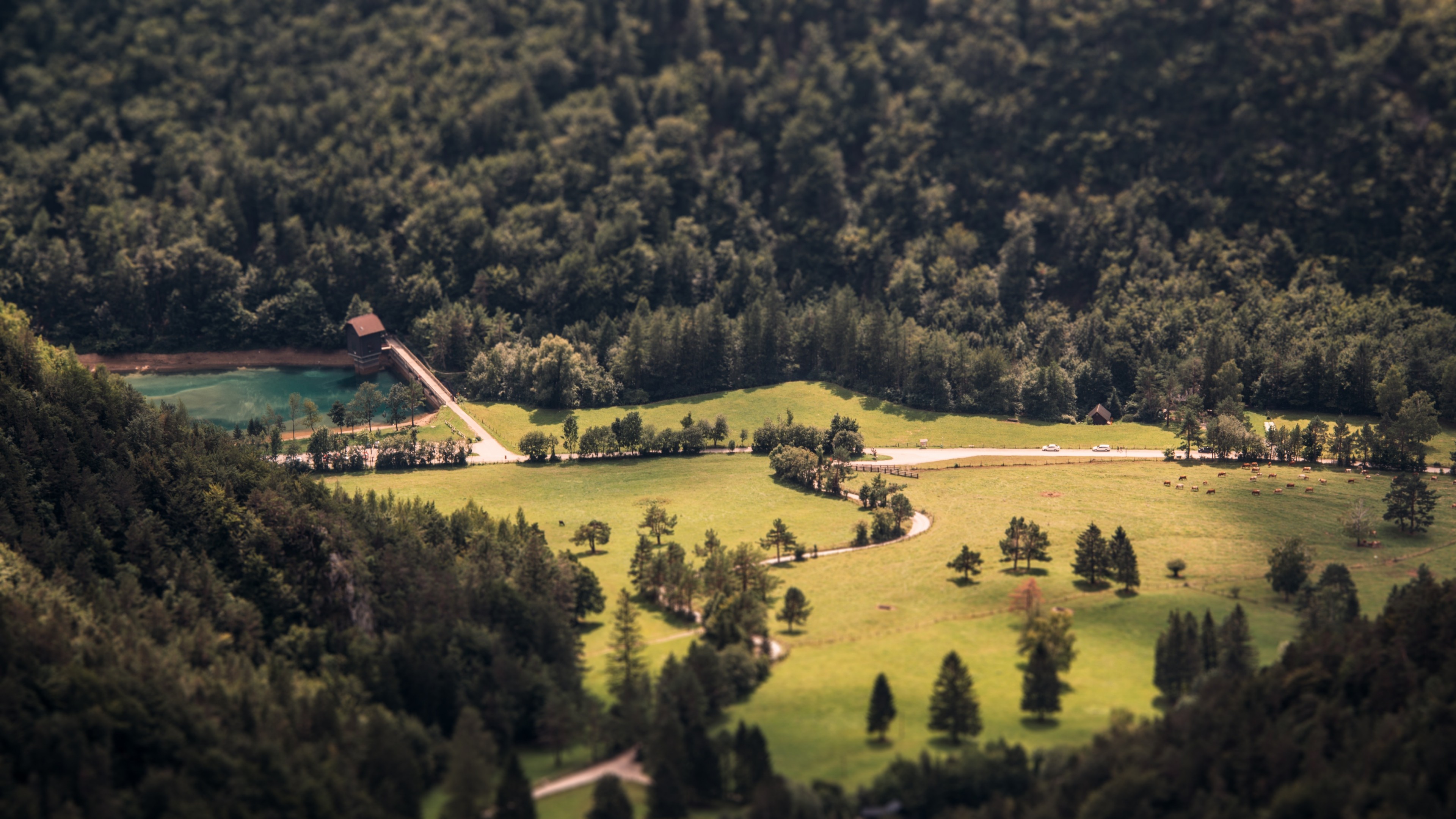 forest, Trees, Mountains, Landscape, Path, Tilt shift Wallpaper