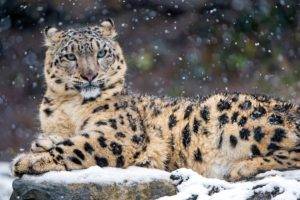 animals, Snow leopards, Leopard