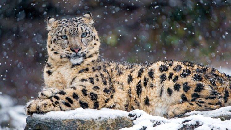 animals, Snow leopards, Leopard HD Wallpaper Desktop Background