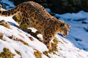 snow, Leopard, Snow leopard, Animals