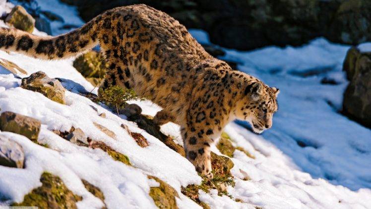 snow, Leopard, Snow leopard, Animals HD Wallpaper Desktop Background
