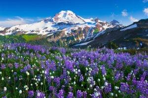 mountains, Flowers, Landscape
