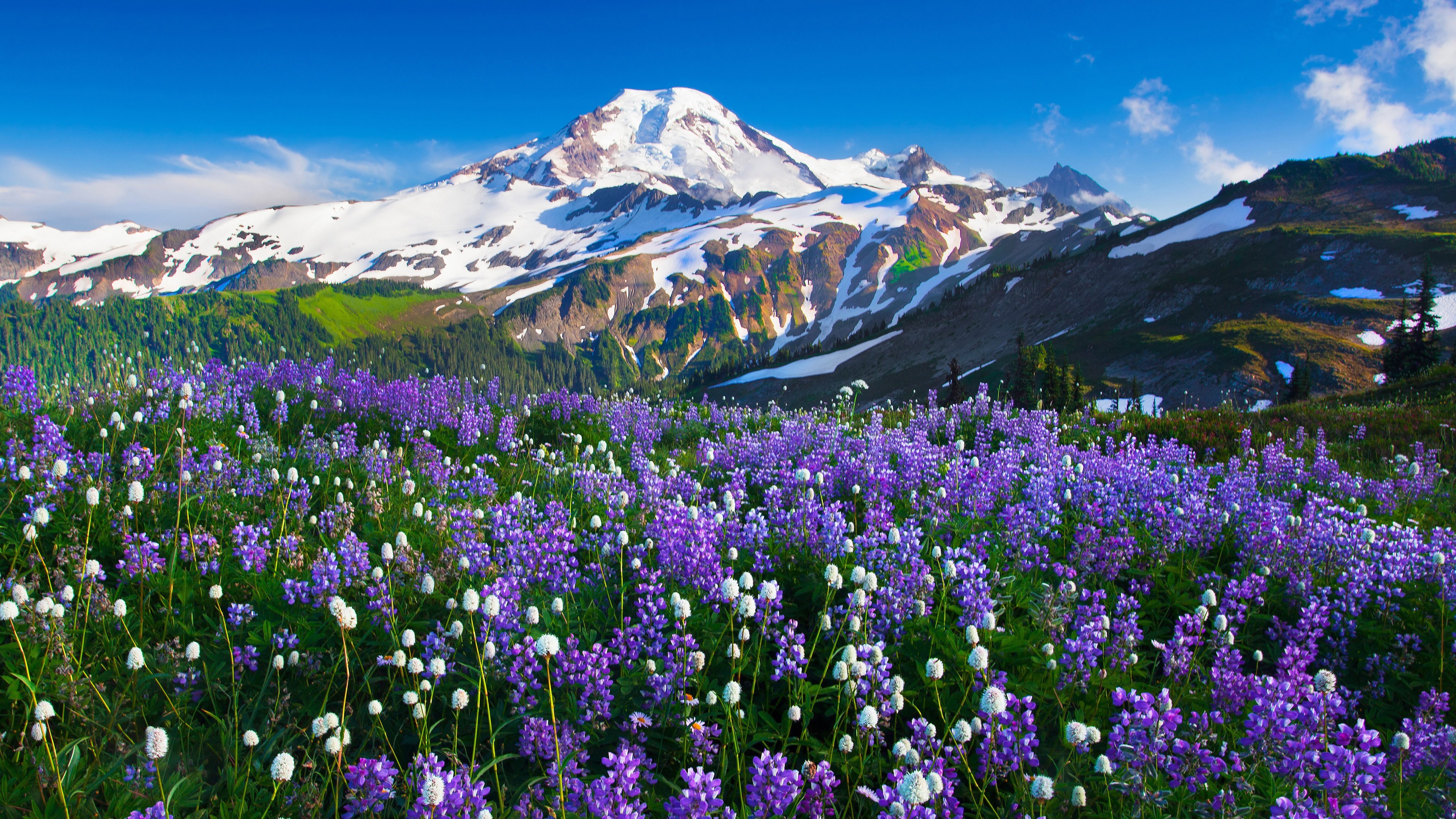 Mountains Flowers Landscape Wallpapers Hd Desktop And Mobile