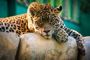 leopard, Animals, Cat