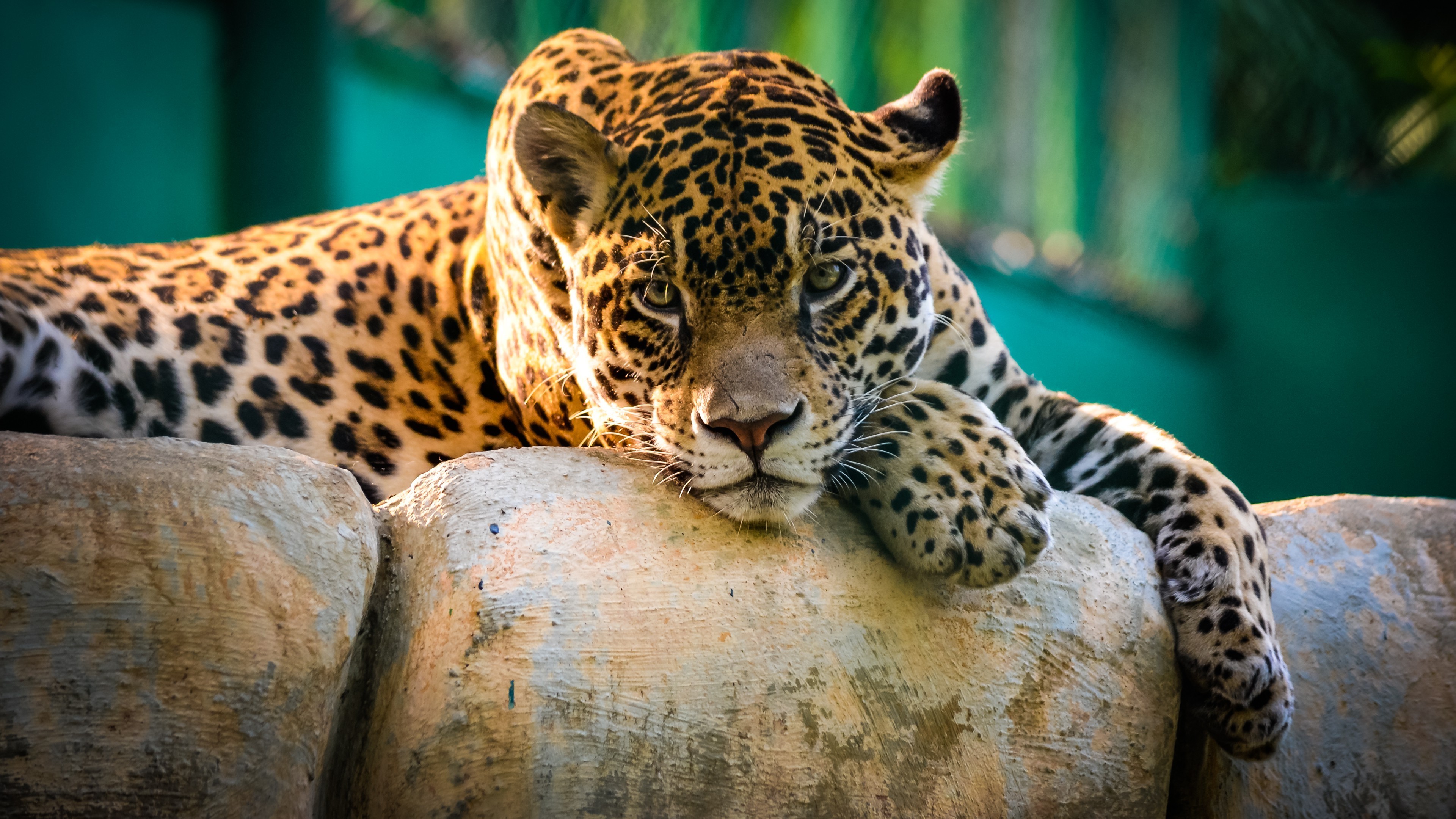 leopard, Animals, Cat Wallpaper